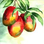 Monsoon of Memories: Mango Season: The Indian Manna!