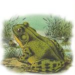 TalkTime: Why Frogs Matter